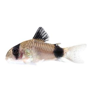 熊猫鼠鱼热带鱼观赏鱼除藻鱼工具鱼吃鱼缸垃圾的老鼠鱼很萌活体鱼