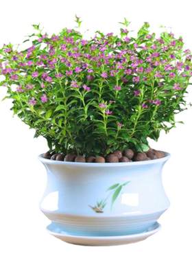 满天星客厅盆栽好养常绿观花植物
