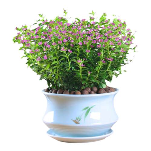 满天星盆栽室内客厅带盆栽好养带花苞发货观花卉植物常绿植