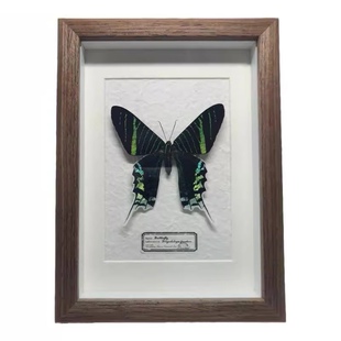 月亮蛾标本蝴蝶摆件装饰巨划算生日礼物开学礼品稀有伴手礼