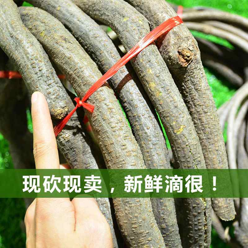 仿真树藤装饰藤条枯藤干造型藤植物腾缠绕造景爬树树枝葡萄藤藤蔓