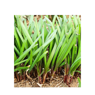 现挖红根宽叶韭菜根苗紫根小叶韭菜苗阳台苗盆栽四季蔬菜种籽子孑