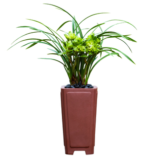 德芳兰业兰花国宝级名贵春兰仙邑牡丹带花苞浓香室内阳台花卉绿植