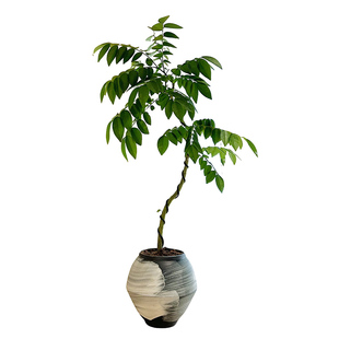 禅意造型香枝树盆栽办公室桌面耐旱懒人植物四季常青好养易活绿植