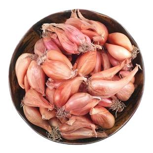 葱头火葱头种红葱头本地香葱头葱种葱种籽四季小香葱非广东葱头种