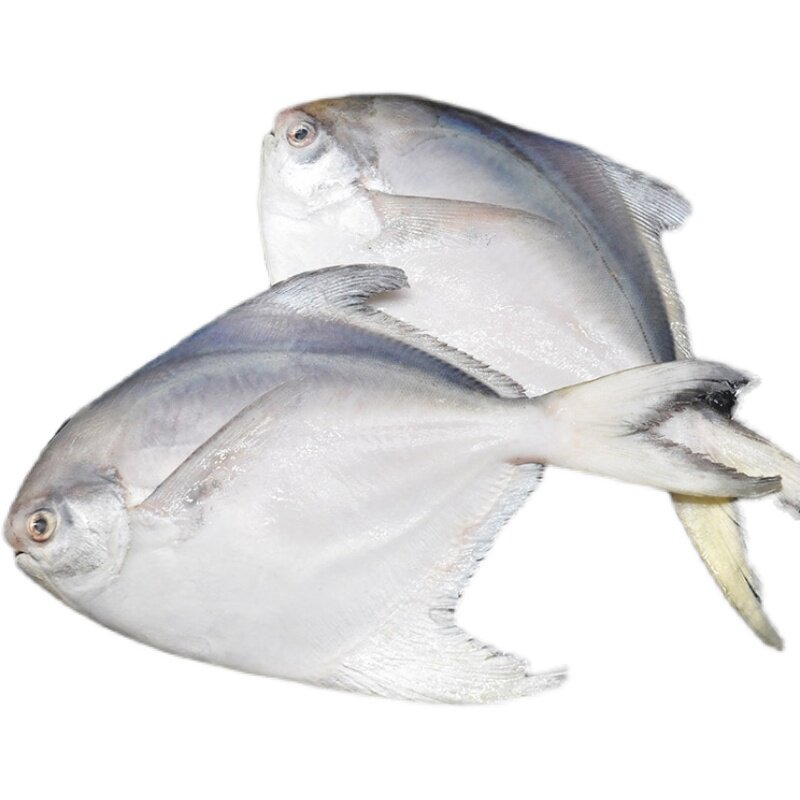 青岛新鲜海捕银鲳鱼大昌鱼平鱼鲳鳊鱼白鲳鱼冷冻特大鲳鱼3斤镜鱼