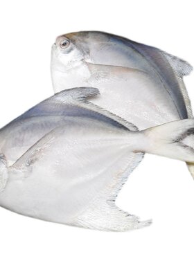 新货青岛海捕特大银鲳鱼3斤