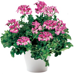 垂吊钓天竺葵龙卷风花苗种子籽苗四季种开花阳台庭院盆栽易种