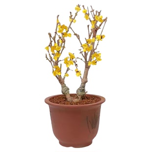 腊梅花树苗盆栽丛生地载阳台庭院风景树耐寒红梅矮化老桩素心蜡梅