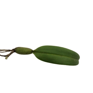 石橄榄  新鲜 单叶小果 小号石橄榄 叶岩珠 石米石仙桃  煲汤盆景