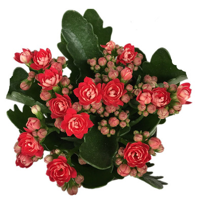 长寿花盆栽带花苞多肉植物巴黎重瓣阳台室内花卉绿植季开花夏天