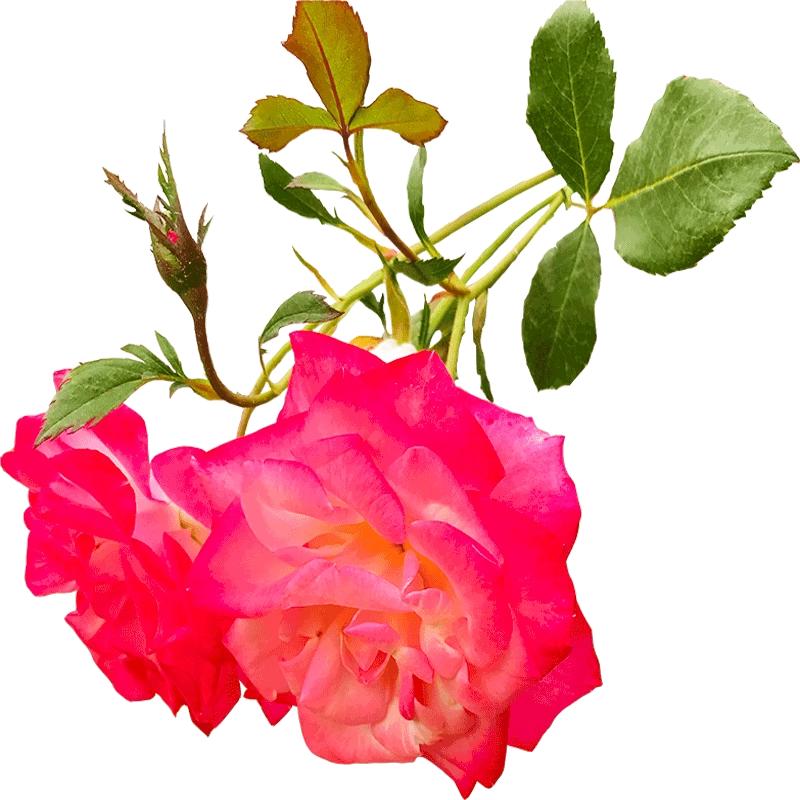 樱霞藤本月季花攀援玫瑰阳台庭院月季/蔷薇/玫瑰