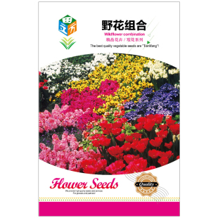 野花种子满天星籽太阳花百日草盆栽阳台花种孑凤仙花波斯菊薰衣草