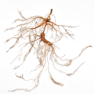 高年非野山参长白山人参新鲜林下参人参东北人参精品一等参籽儿货