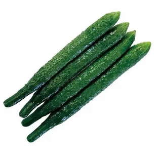 津研四号绿刺黄瓜种子小黄瓜苗蔬菜种籽春季四季盆栽无架丰产种子