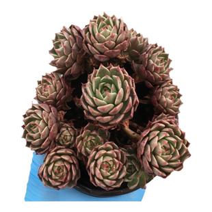 露养白凤夏型多肉植物易养护厚叶庭院盆栽