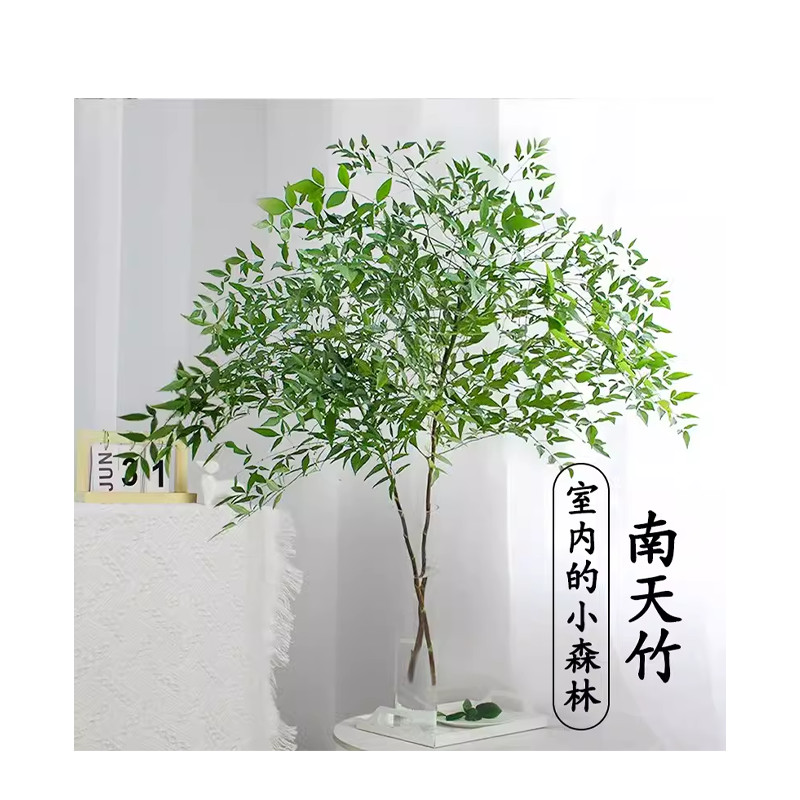 南天竹水培绿植火焰红水养盆栽室内花卉鲜切枝吊钟马醉木平替植物