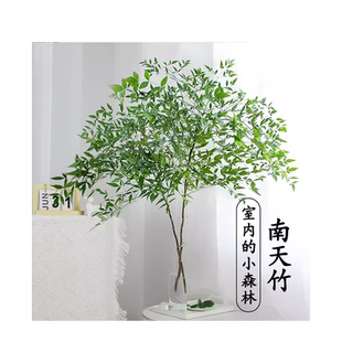 南天竹水培绿植火焰红水养盆栽室内花卉鲜切枝吊钟马醉木平替植物