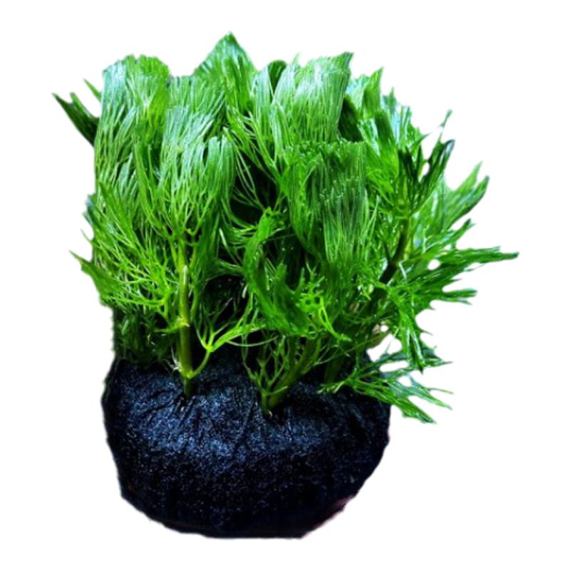 绿菊小坨草缸鱼缸造景水草绿植无土懒人水培增氧淡水草阴性活体植