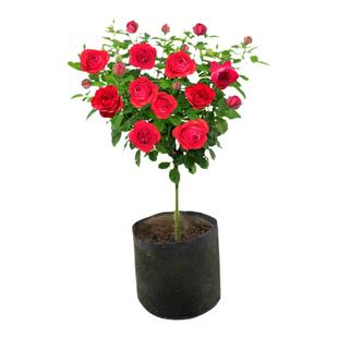 棒棒糖树桩月季花苗特大花朵开花植物庭院四季花卉玫瑰花树状月季