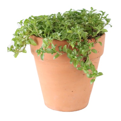 普列薄荷开花像薰衣草