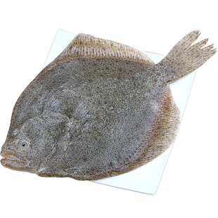 新鲜多宝鱼海鲜鲜活比目鱼冷冻鲽鱼偏口鱼雅片鱼高眼鱼海鱼包邮