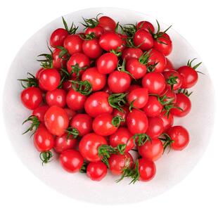 [金姨家]山东寿光新鲜小番茄小柿子圣女果一口爆汁顺丰包邮