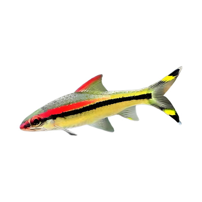 一眉道人热带活体观赏鱼