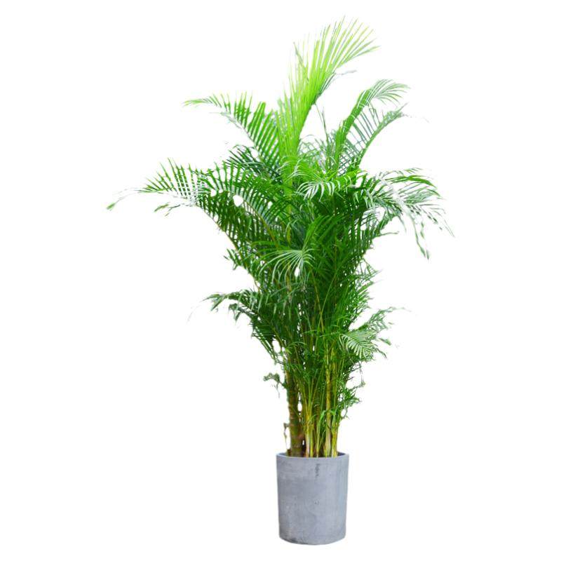 风尾竹盆栽植物 客厅室内大型植物盆栽 夏威夷袖珍椰子进化空气