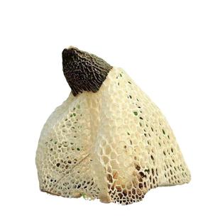 四川宜宾长宁特产长裙竹荪干货50克竹荪鲜煲汤食材蜀南竹海竹荪