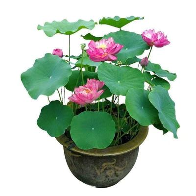 荷花种藕苗盆栽池塘大型水生植物
