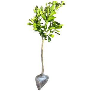 泰国青柚子树苗南北方庭院种植柚子大树盆栽嫁接苗景观树当年结果