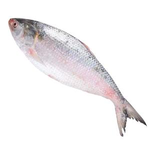 新鲜鲜活鲥鱼野生海鲫鱼一斤约4-5条左右鱼类海鱼连云港海鲜水产