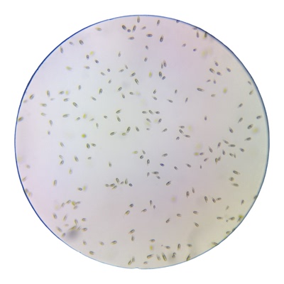 杜氏盐藻可培养盐生杜氏藻Dunaliella salina