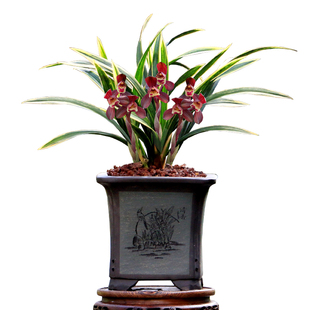 高端墨兰虎斑艺草富贵红荷企黑四季建兰东方红荷带花浓香好养盆栽