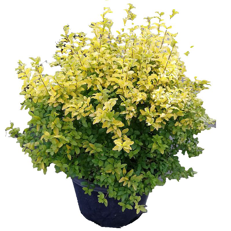 日本庭院灌木常绿观叶植物