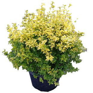 户外日本金银姬小蜡球耐寒庭院花灌木绿植精品球降价常绿观叶彩叶