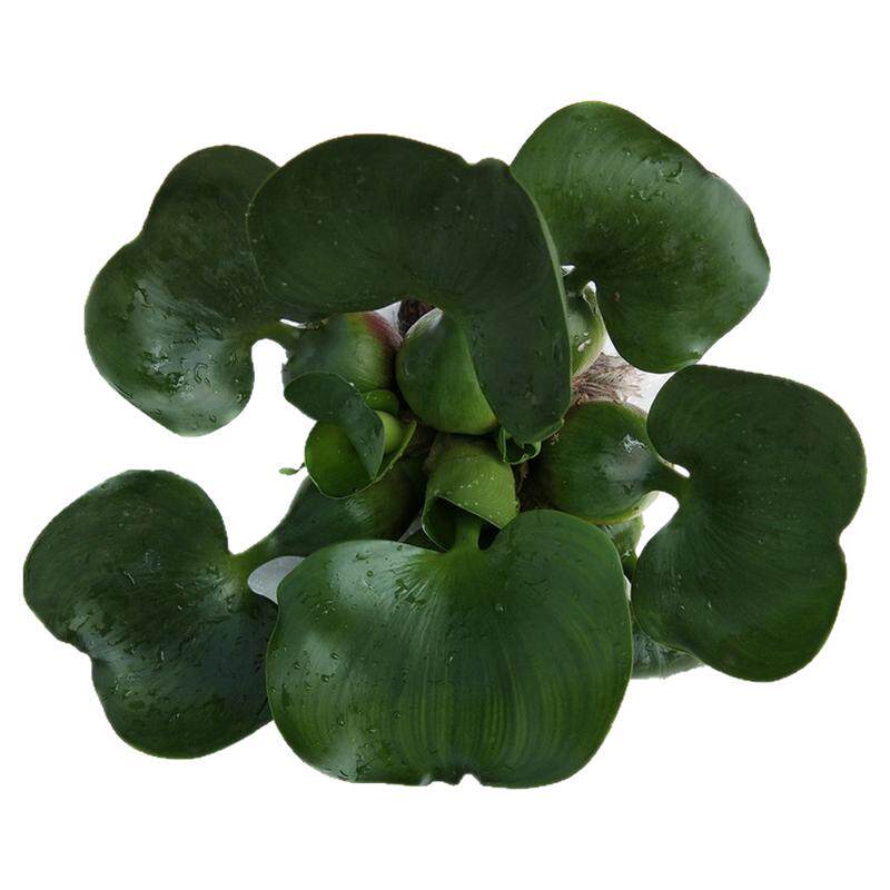 水葫芦水芙蓉浮萍水草鱼缸养殖鱼虾鱼缸造景鱼塘净化水生绿植养鱼