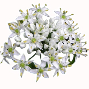 新鲜韭菜花现摘的山东老式头茬野生嫩韭花酱蘸料蔬菜天然骨朵正宗
