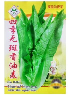 四季无斑香油麦菜种子莜麦菜种籽