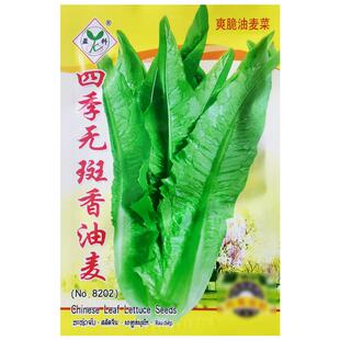 四季无斑香油麦菜种子青菜莜麦菜农家阳台庭院播种春季蔬菜种籽孑
