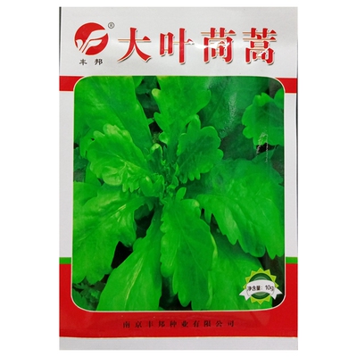 大叶茼蒿种子矮生春秋播种蒿子叶