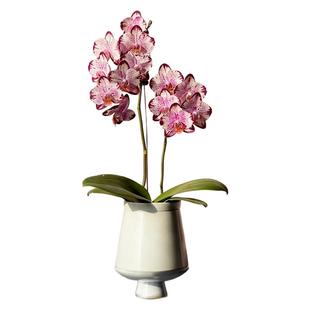 精品好礼蝴蝶兰盆栽带花苞四季好养耐寒花卉绿植室内兰花苗易活