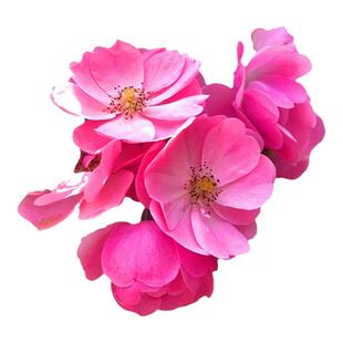 安吉拉藤本月季花苗大苗阳台盆栽丰花多头庭院地栽四季爬藤蔷薇花