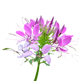 醉蝶花种子紫龙须凤蝶花花籽花坛室外阳台庭院盆栽一年四季种植