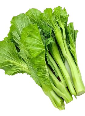 【专吃】甜芥菜苔种籽芥菜心四季高产耐高温耐寒田园蔬菜种子大全