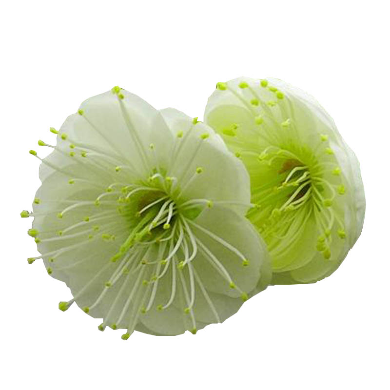 阳台庭院开花植物绿梅绿萼梅绿植