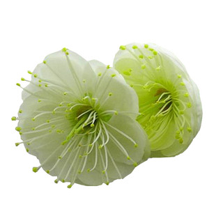 阳台庭院开花植物绿梅盆景树桩抗寒花盆栽地栽耐寒绿萼梅花苗绿植