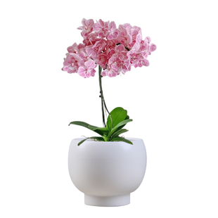 北欧简约亚光陶瓷花盆大号创意个性带托盘家用客厅绿萝蝴蝶兰盆栽