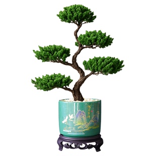 迎客松塔松盆栽四季花卉盆景绿植桌面客厅植物乔迁开业生日贺礼物